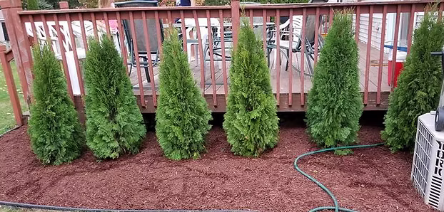 Plant and tree installation